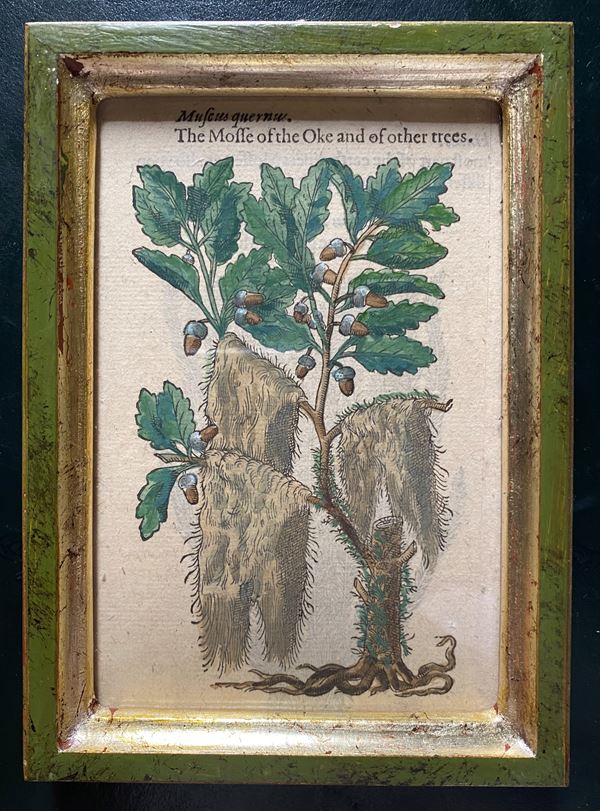Pietro Andrea  Mattioli - The mosse of the Oke and of other trees