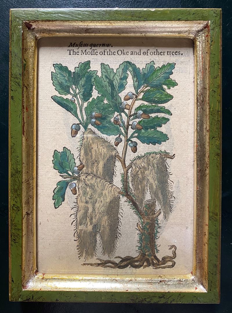 The mosse of the Oke and of other trees