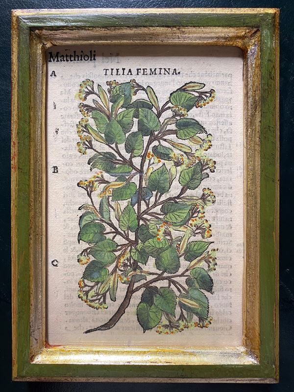 Pietro Andrea  Mattioli - Tilia Femina