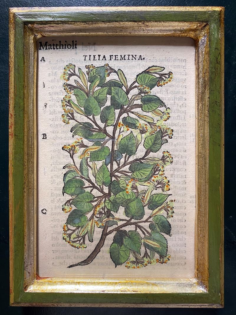 Tilia Femina