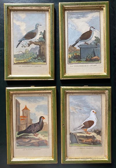 La Tourltelle a Collier | le Pigeon-polonois | la Tourltelle Commune | le Pigeon-cravate