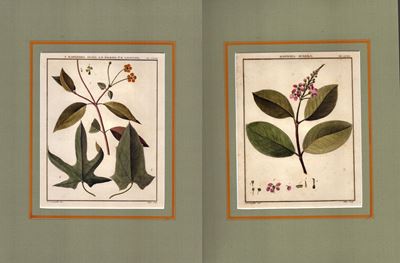 Malpighia Mureila | Banisetria Ovata