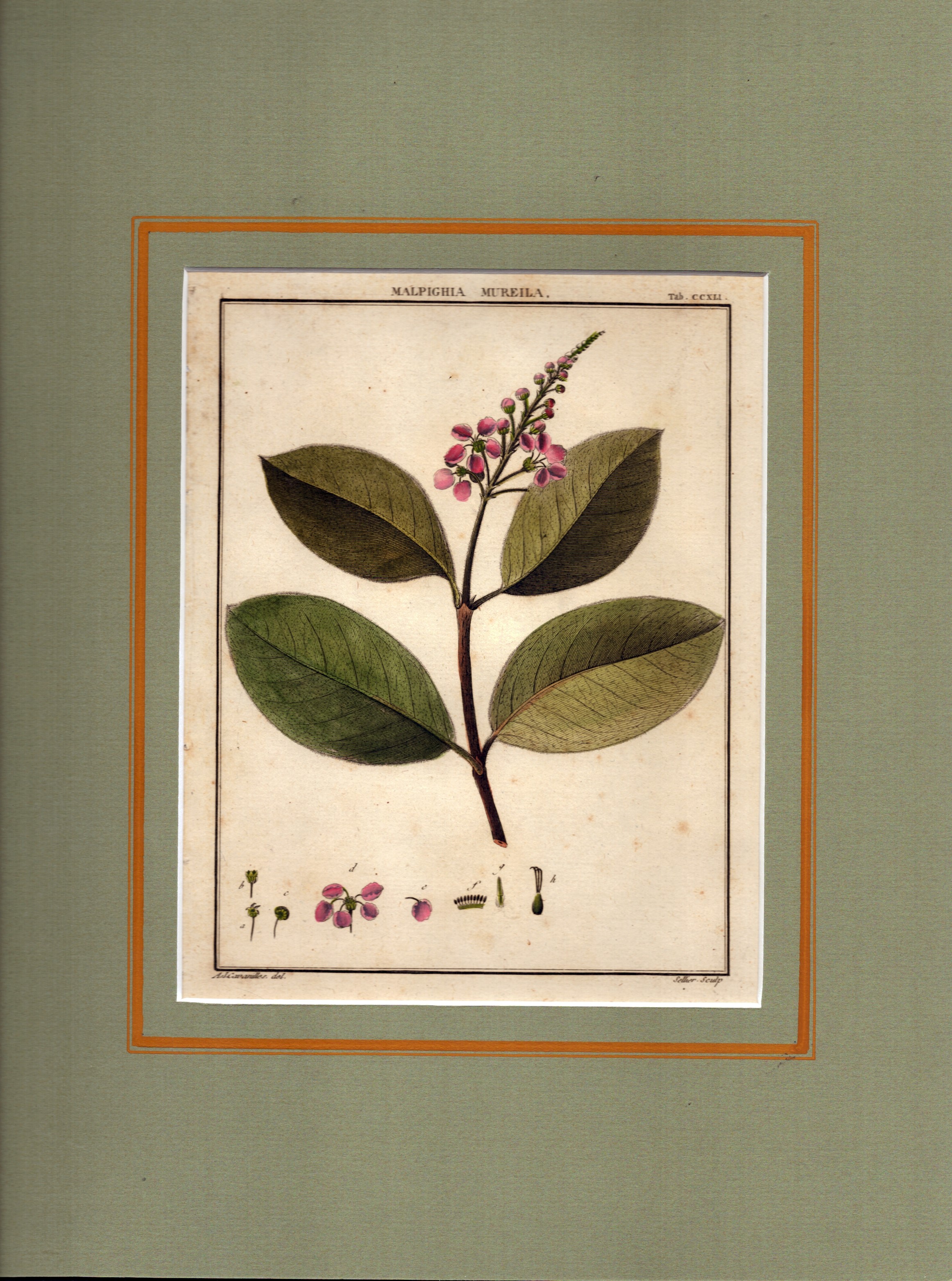 Sellier François Noel - Malpighia Mureila | Banisetria Ovata