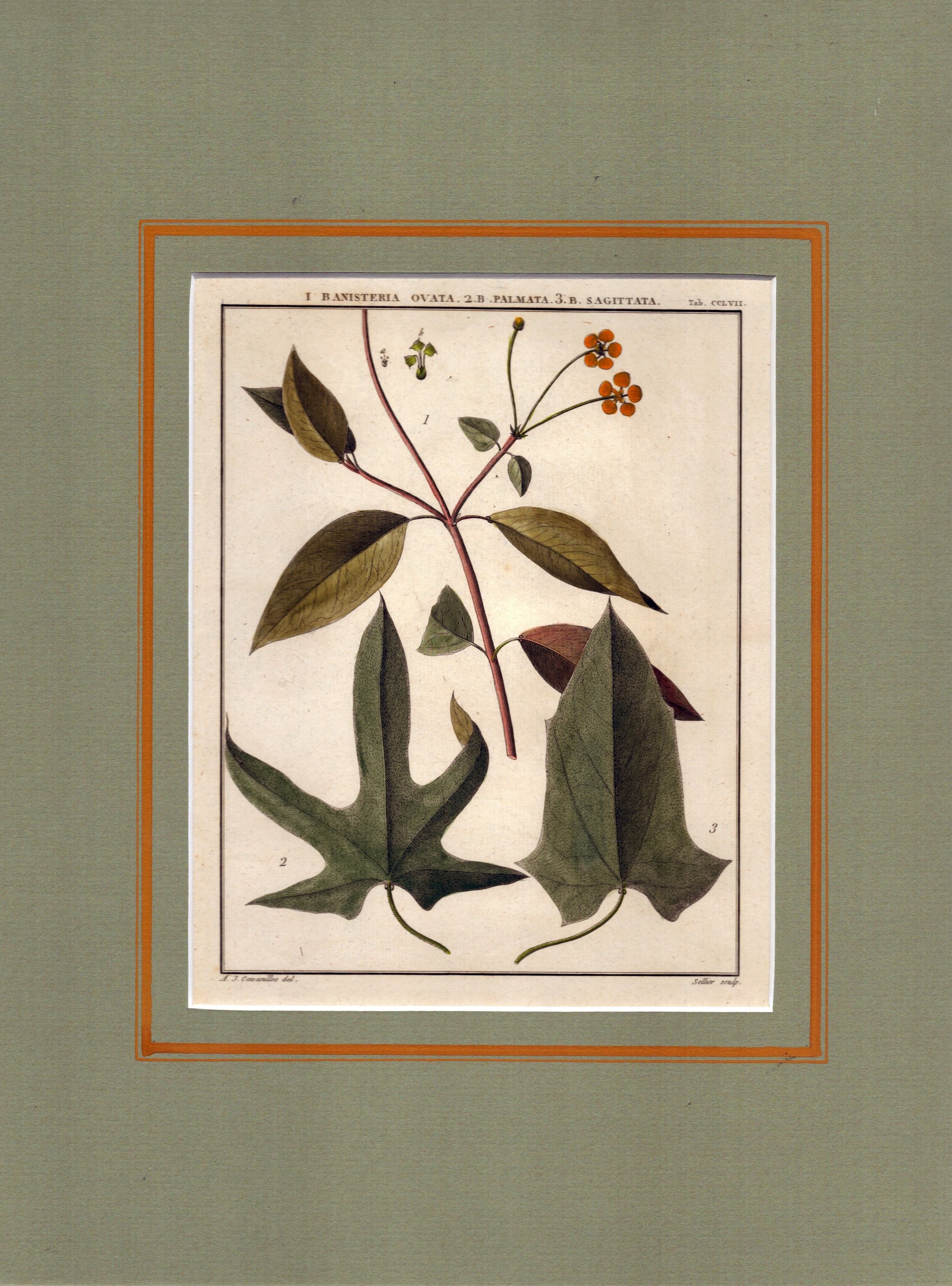 Sellier François Noel - Malpighia Mureila | Banisetria Ovata