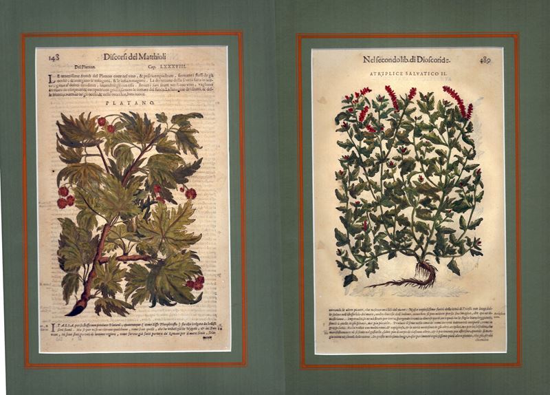 Artiplice Salvatico | Platano