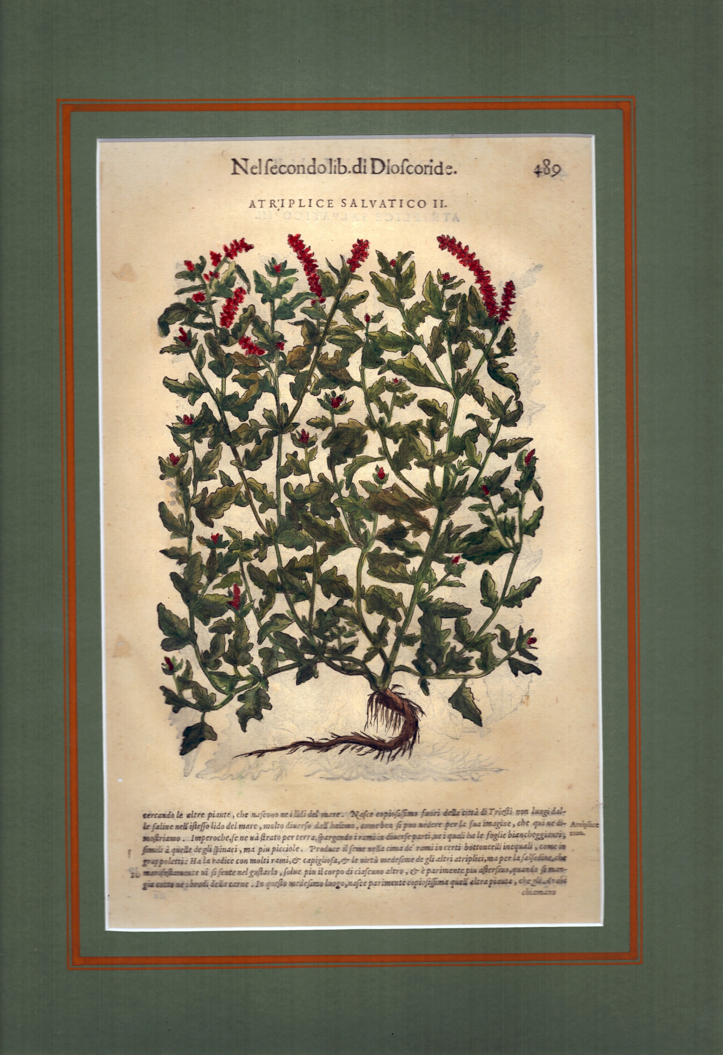 Artiplice Salvatico | Platano