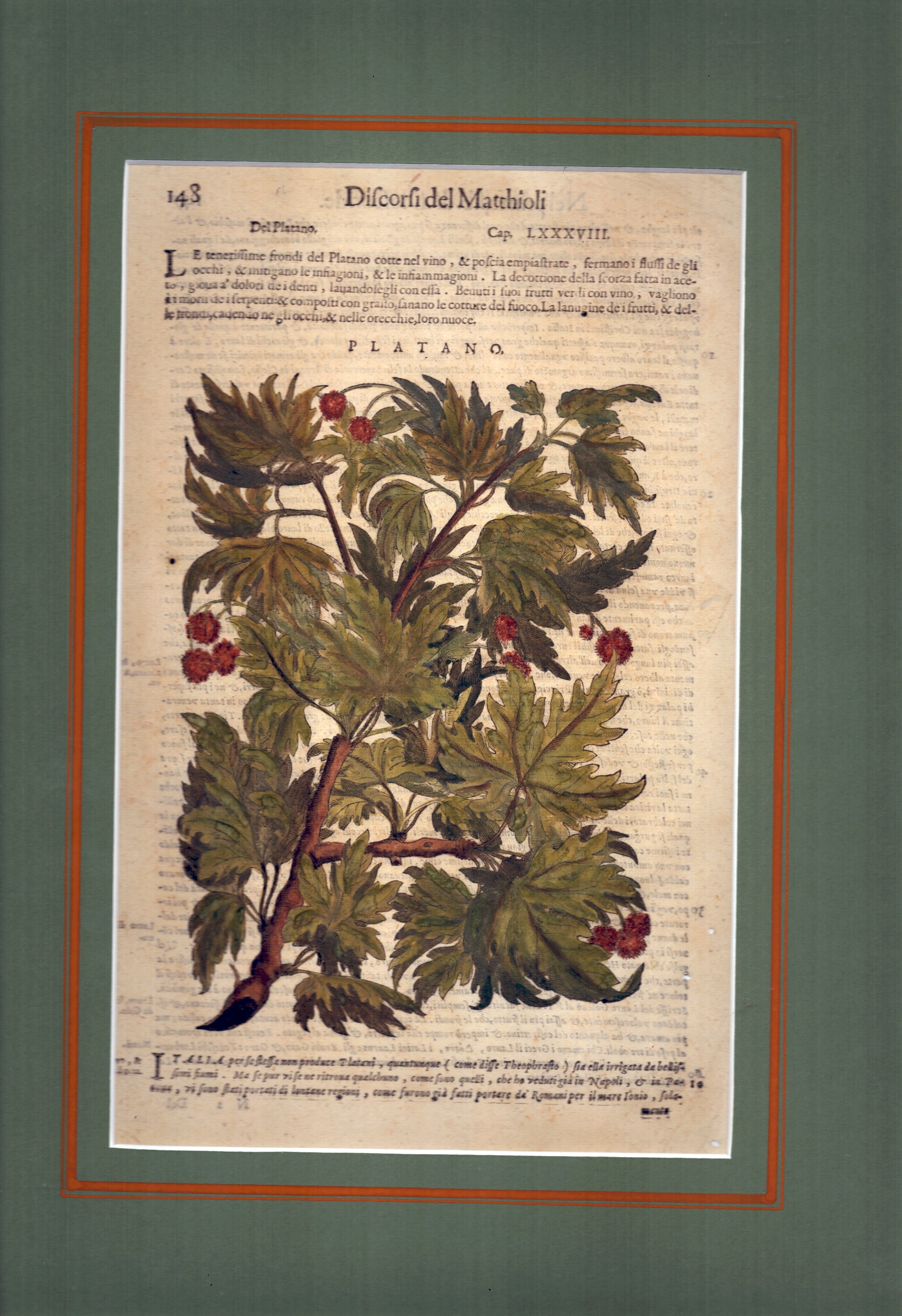 Artiplice Salvatico | Platano