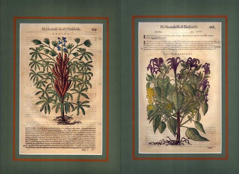 Lupini | Elito Maggiore