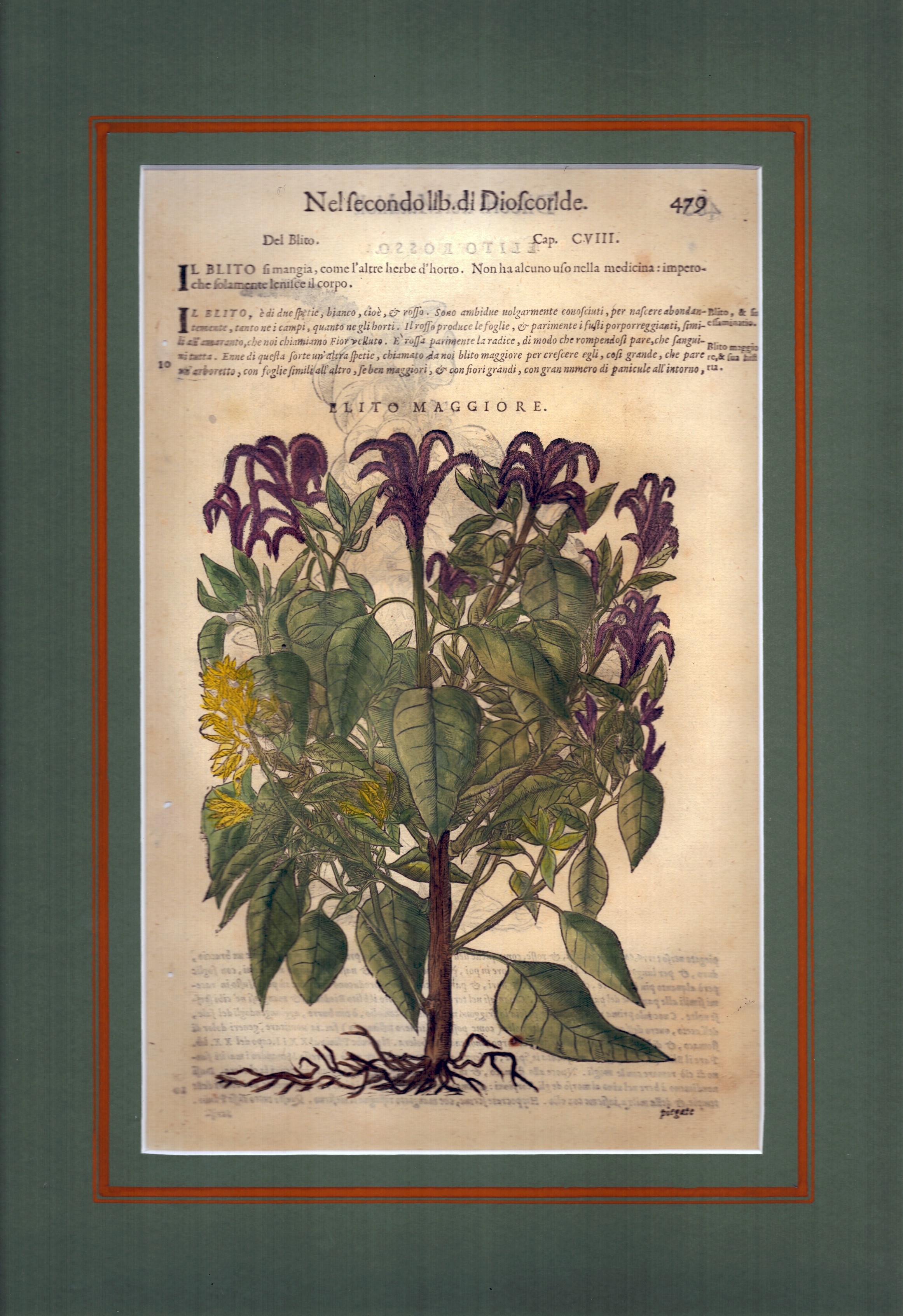 Lupini | Elito Maggiore