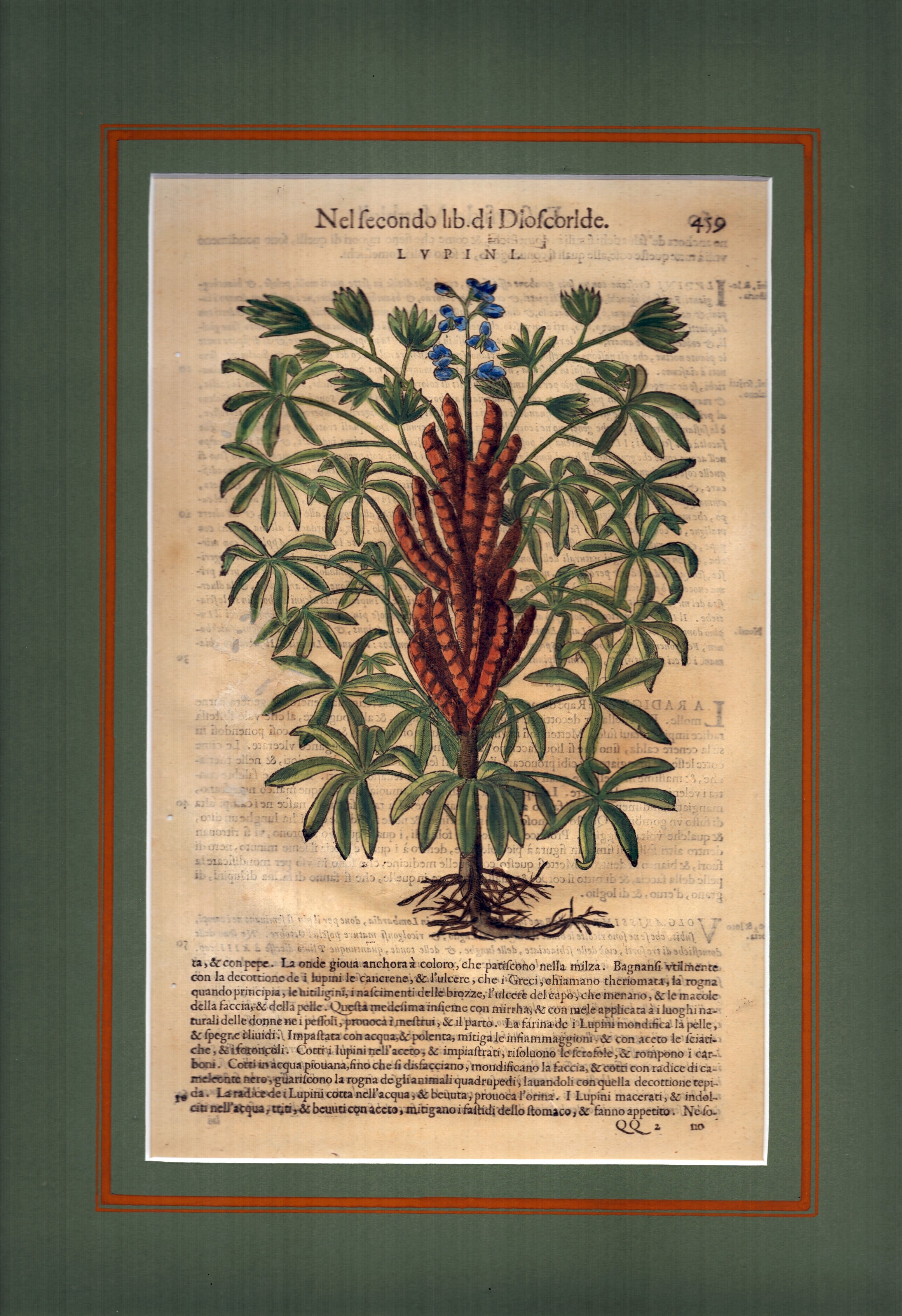 Lupini | Elito Maggiore