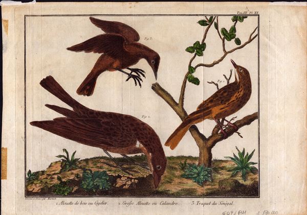 Fran&#231;ois Nicolas Martinet - Petrel | Pluvier a collier | Grand Guêpier | Autruche | Alouette | Beccassine