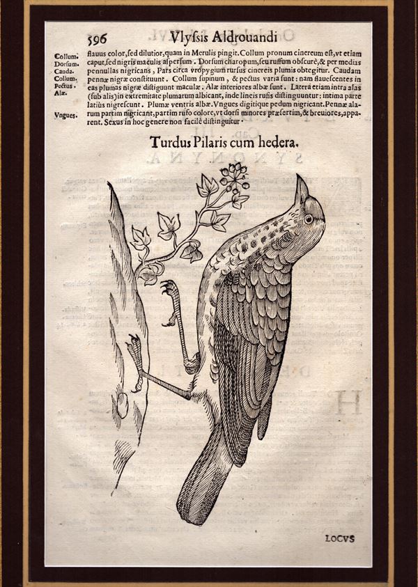 Ulisse Aldrovandi - Turdus Pilars cum hedera