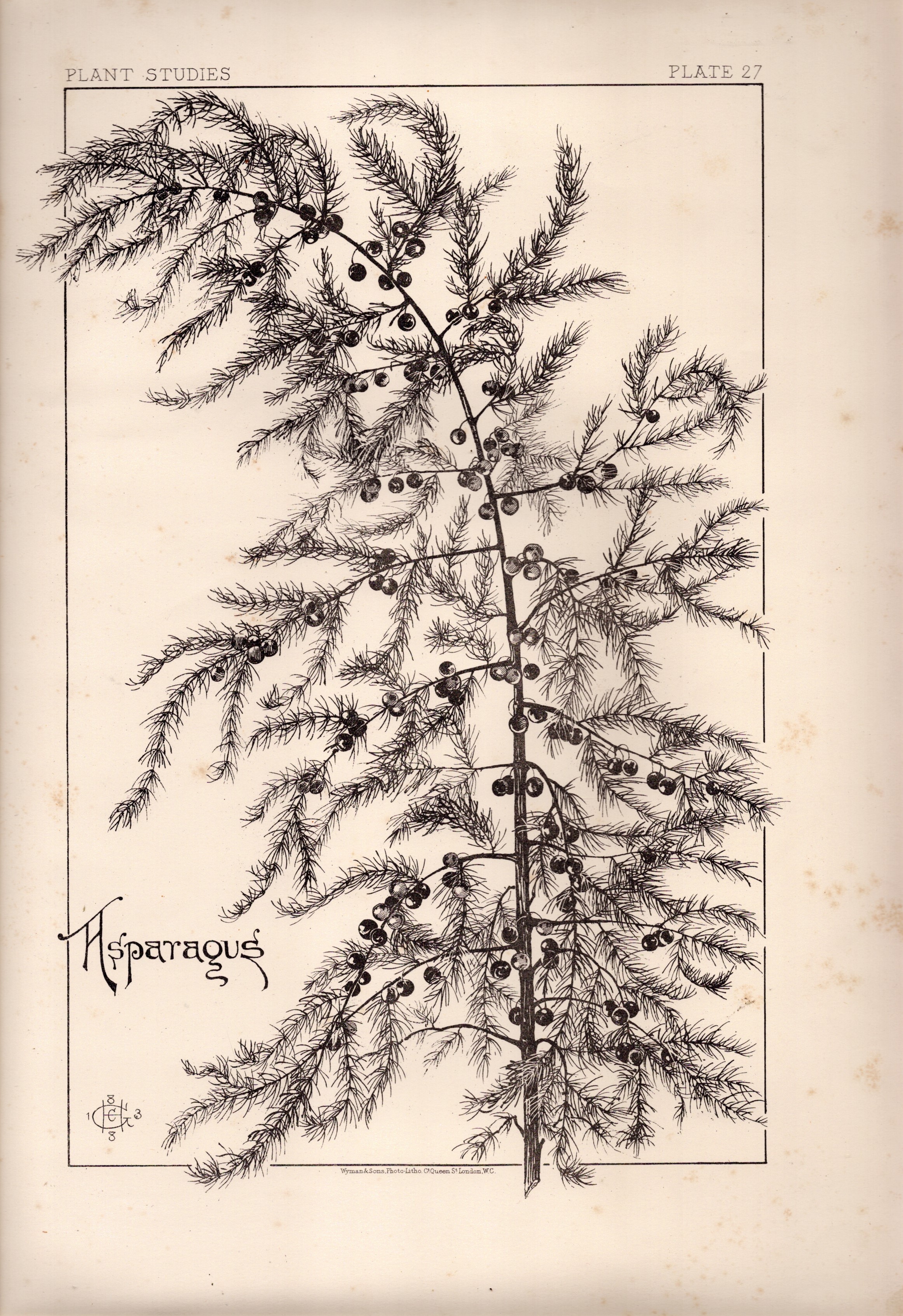 Asparagus | Almond