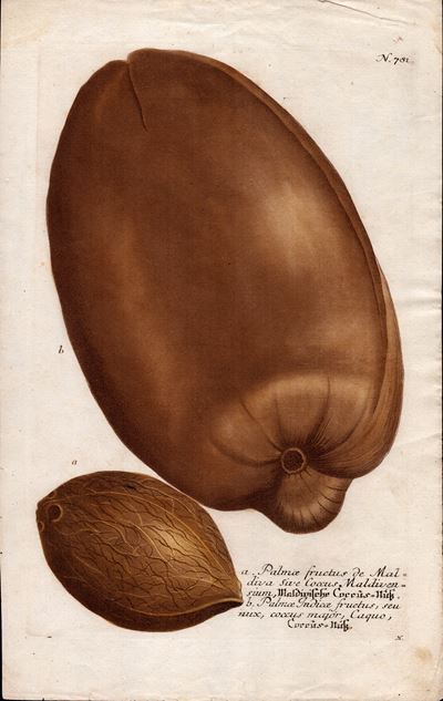 Palma Fructus De Maldiva Sive Coccus Maldivensium
