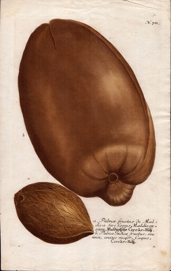 Palma fructus de Maldiva sive Coccus Maldivensium