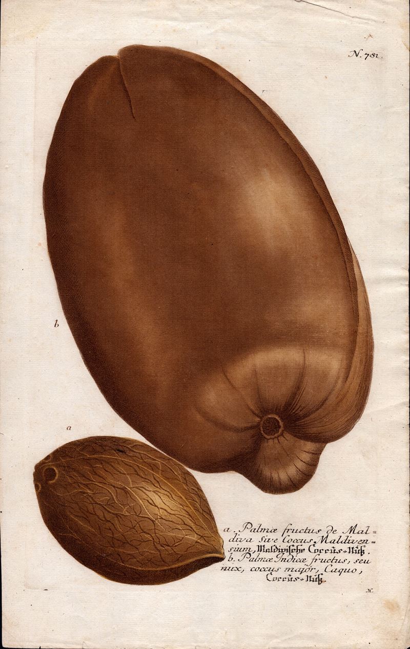 Palma Fructus De Maldiva Sive Coccus Maldivensium