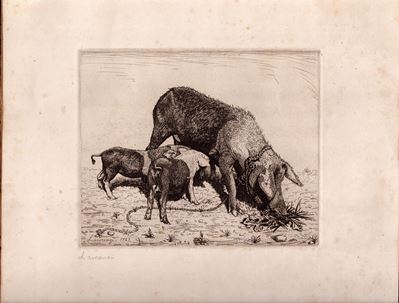 Scrofa con Cuccioli
