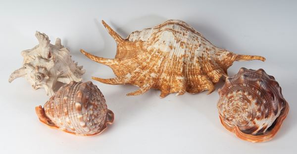 Lot of four species shells