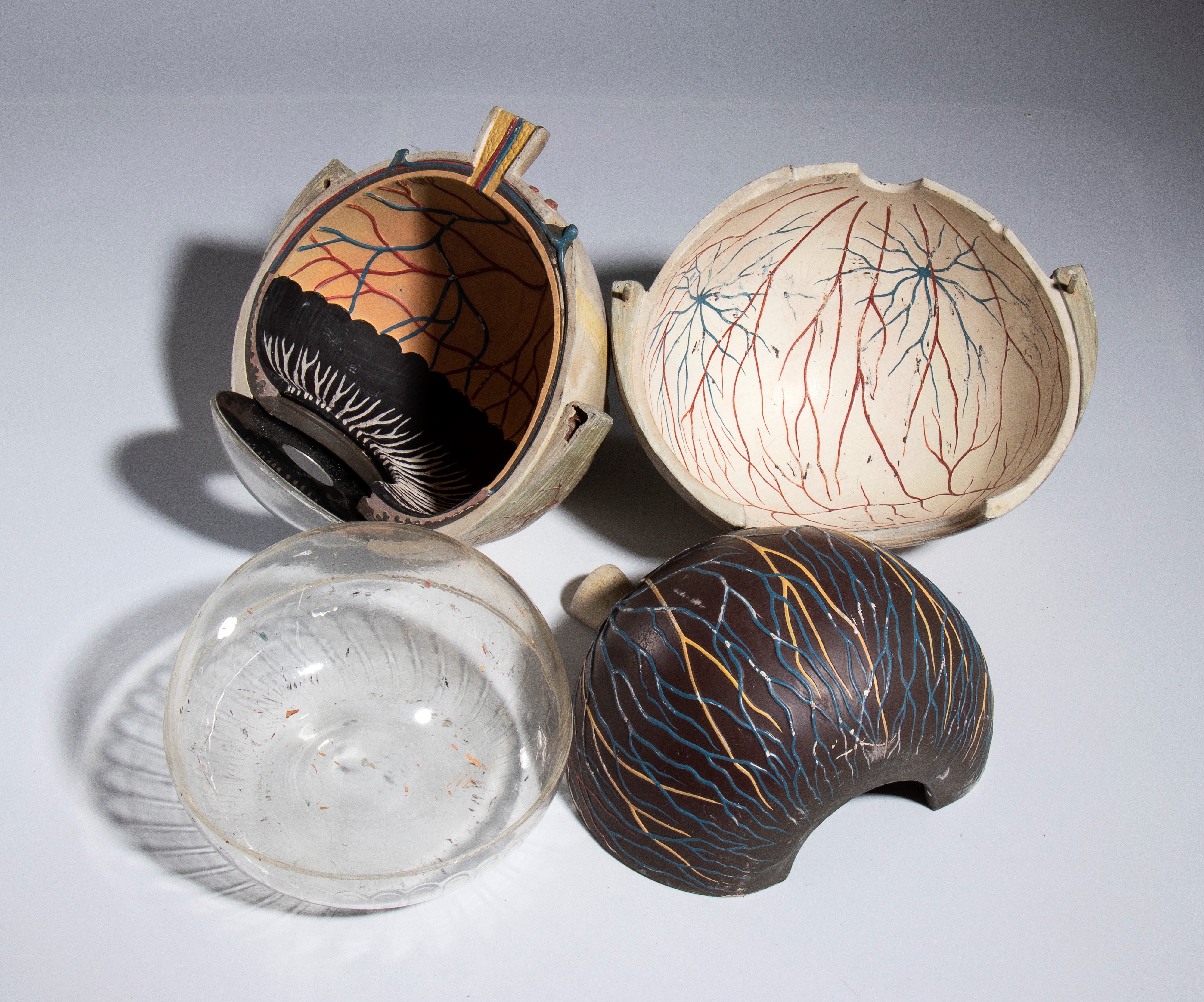 Didattica - PARAVIA (?) - Corpo umano