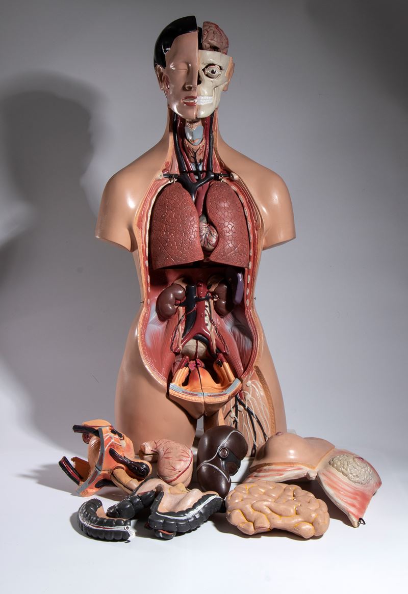 Didattica - Paravia (?) - Corpo Umano
