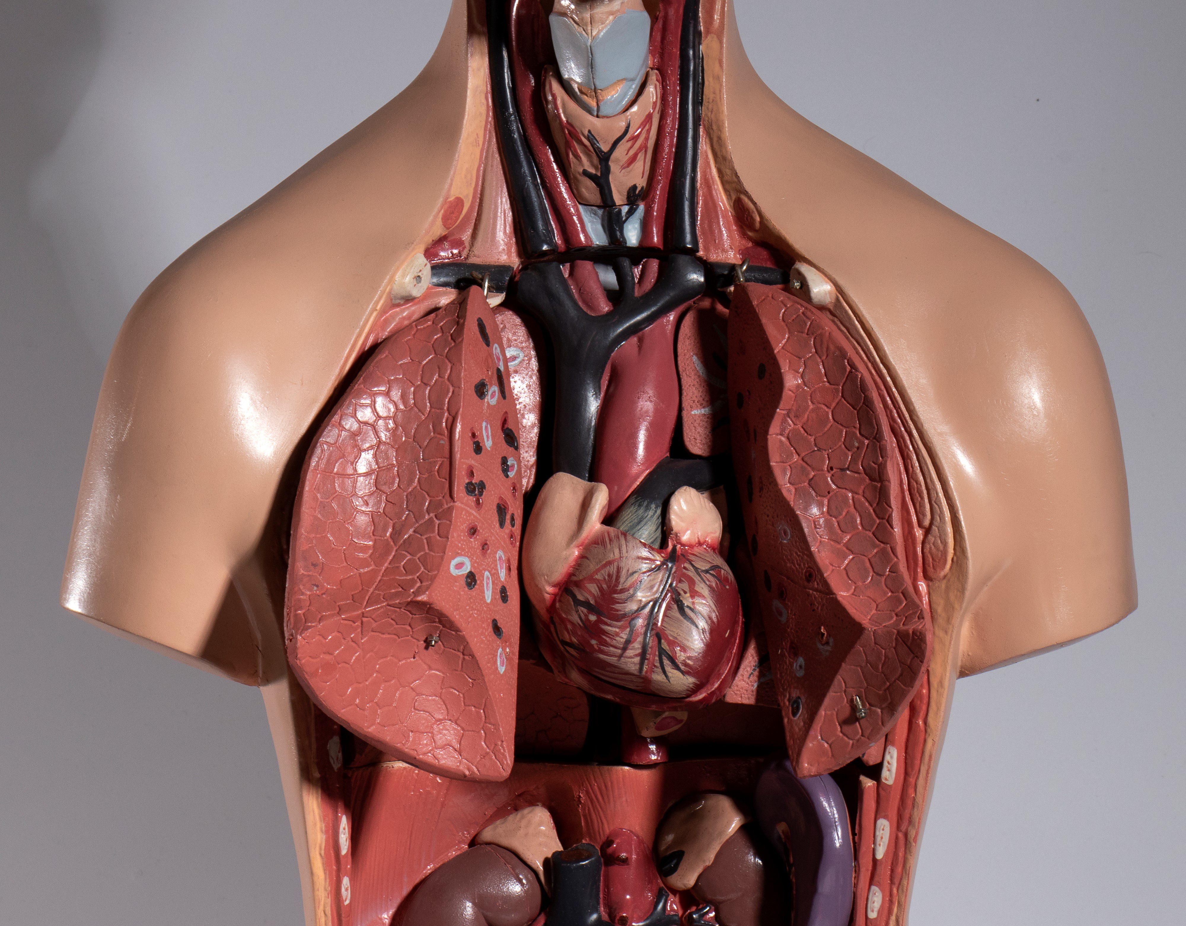 Didattica - Paravia (?) - Corpo Umano