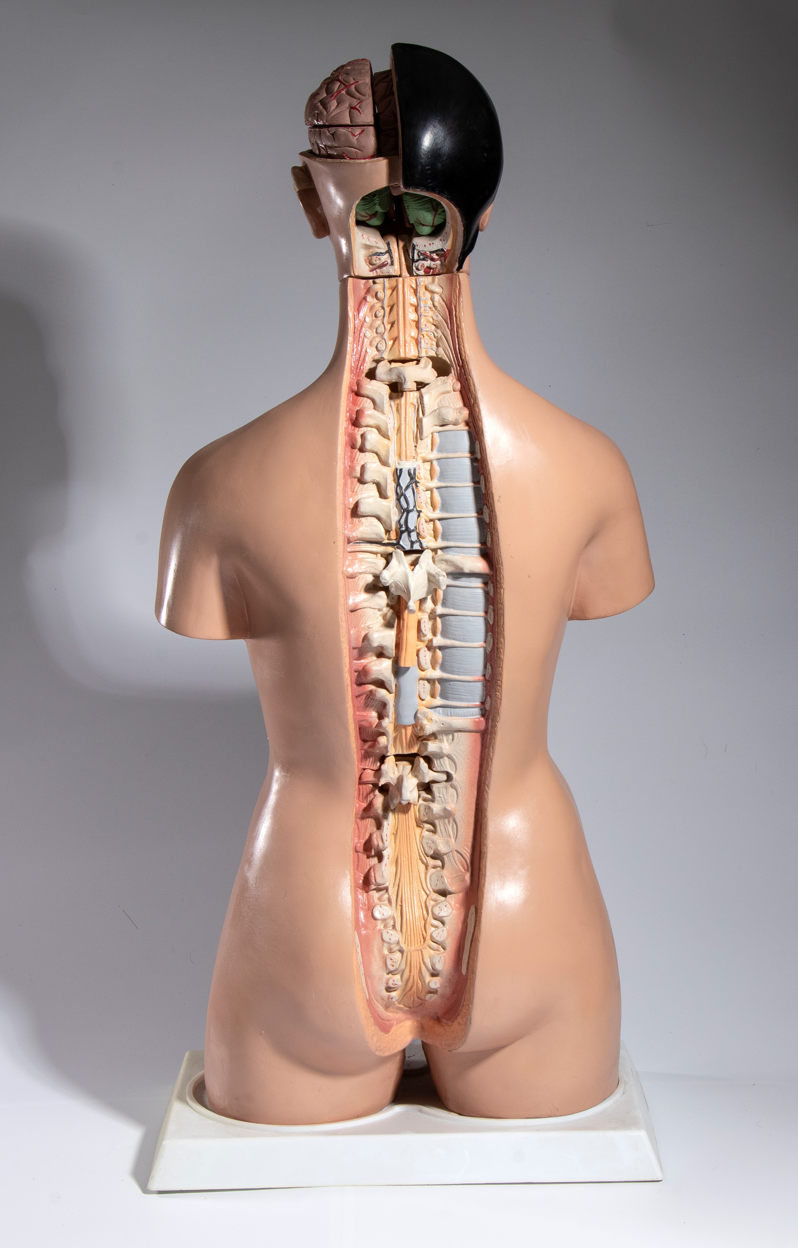 Didattica - Paravia (?) - Corpo Umano