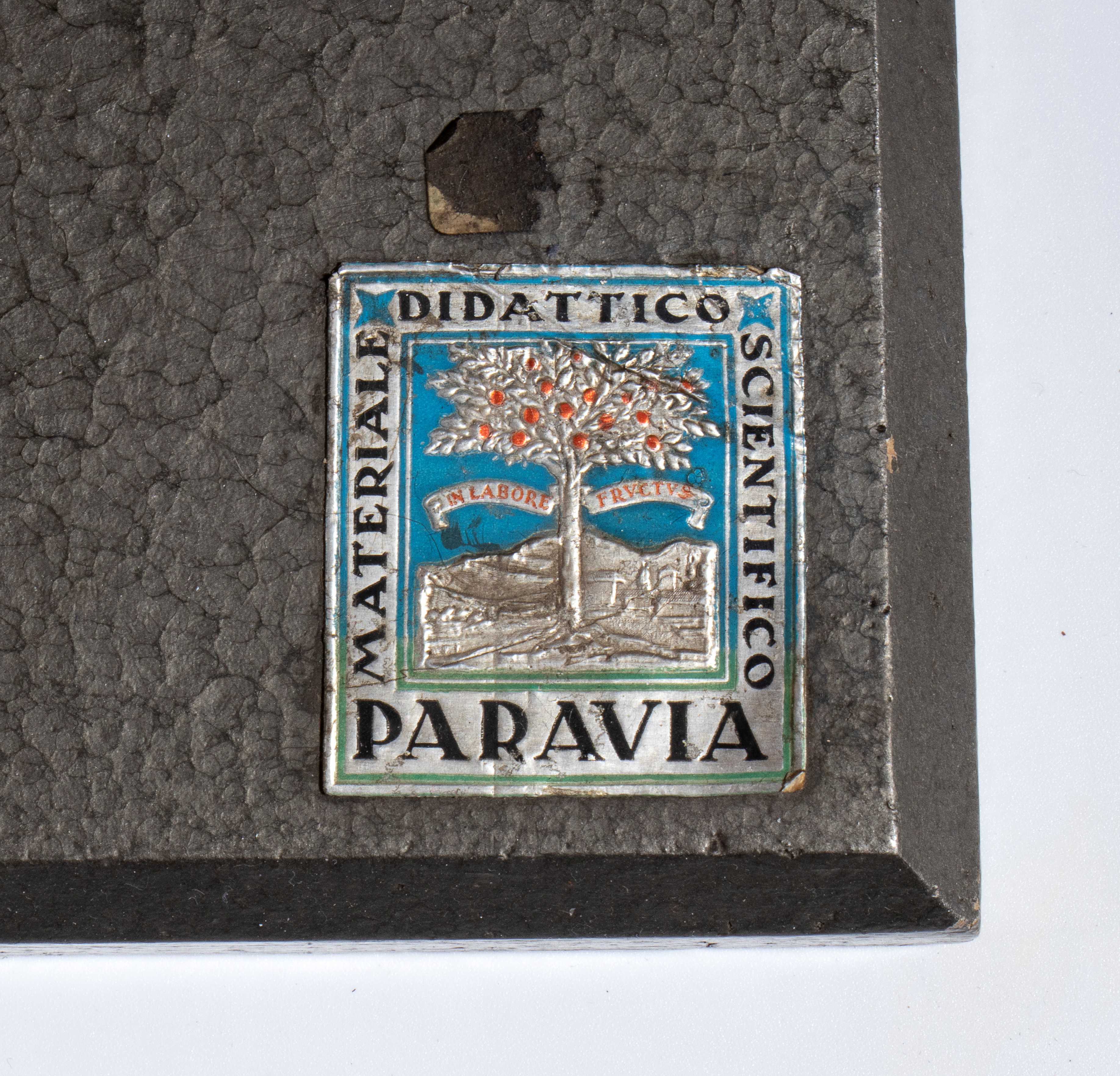 Didattica - Paravia (?) - Corpo Umano