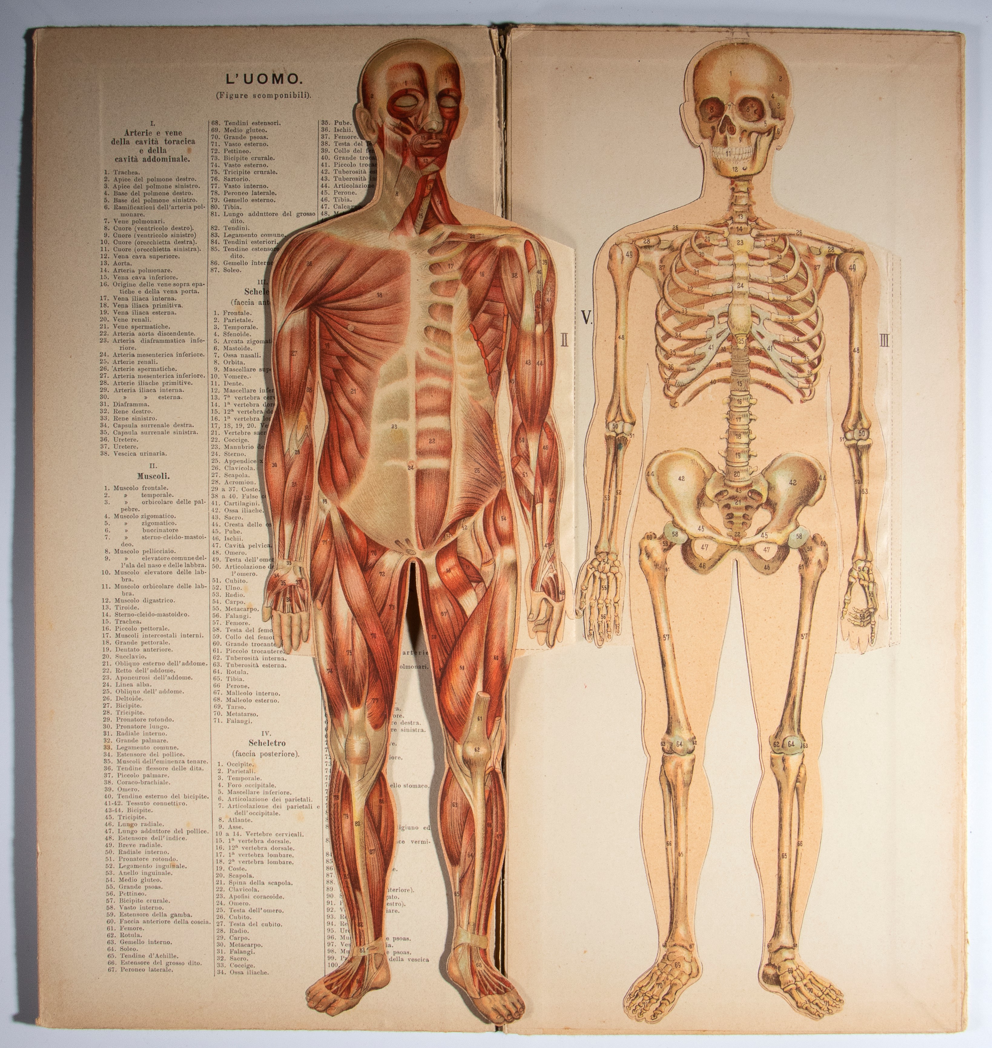 Didattica - Vallardi - il Corpo Umano