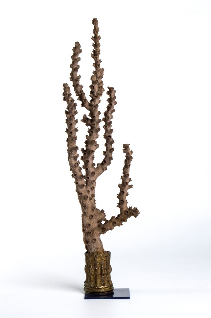 Europa, seconda metà del XIX secolo, Corallo madreporico (Acropora sp.) su base in bronzo