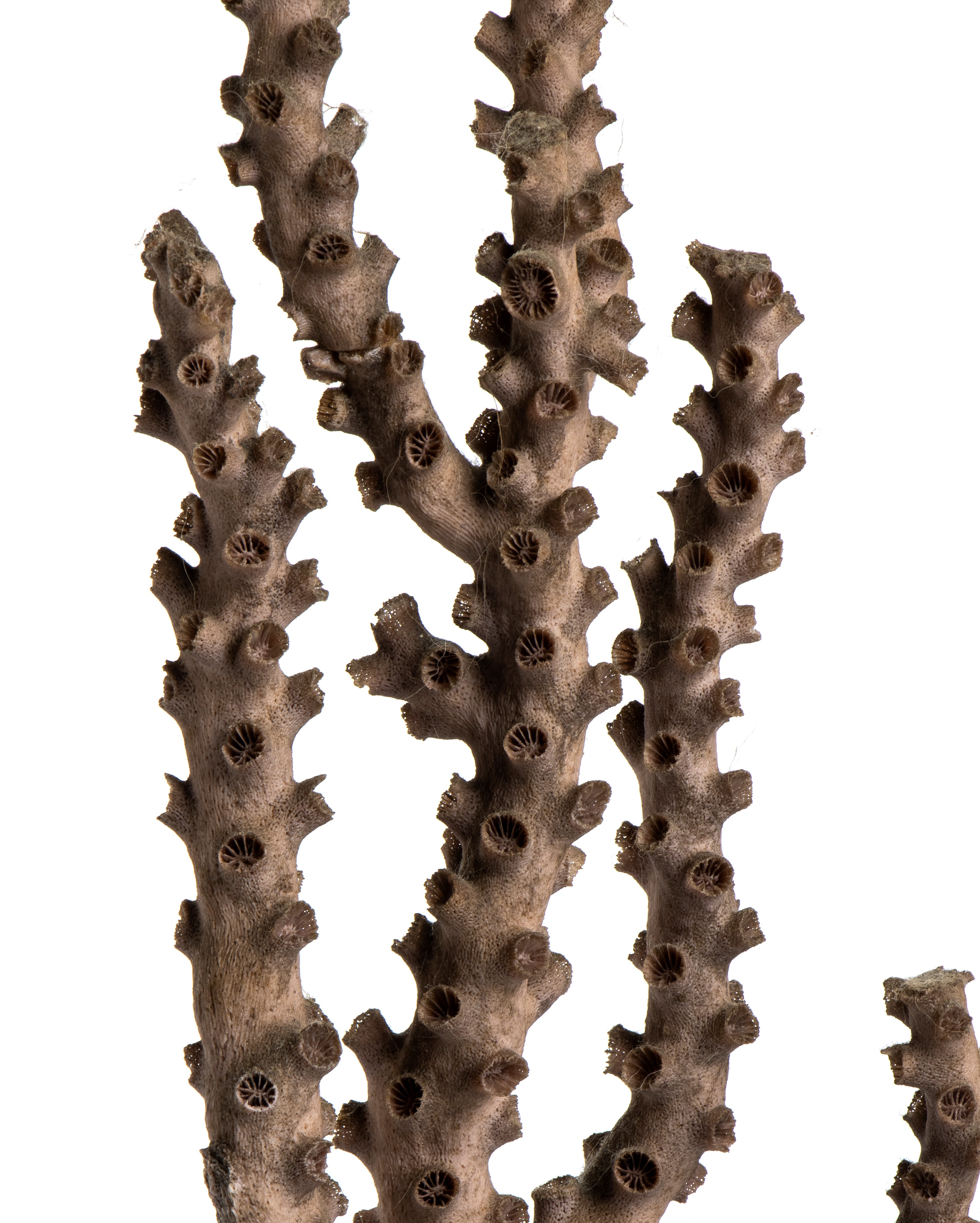 Europa, seconda metà del XIX secolo, Corallo madreporico (Acropora sp.) su base in bronzo