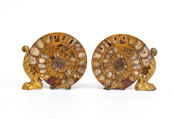Coppia di ammoniti montate su basi in metallo dorato