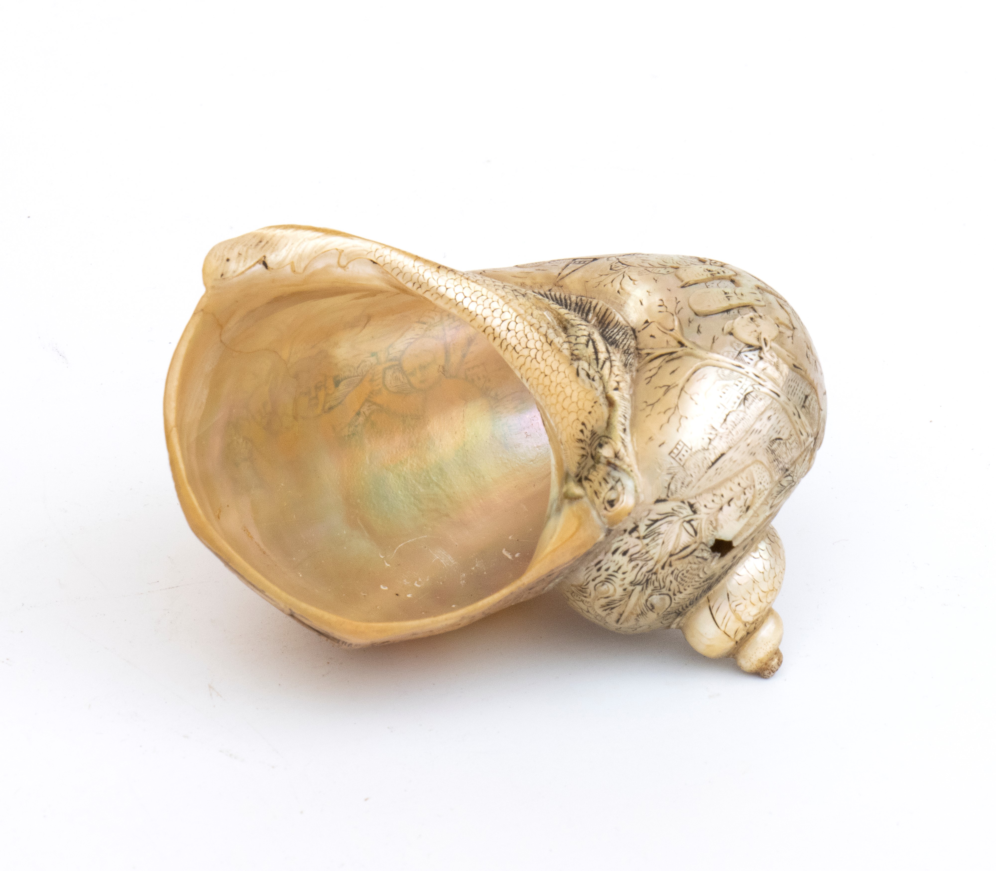 Oggetto orientale, Turbo Shell incisa, XIX secolo, Asia