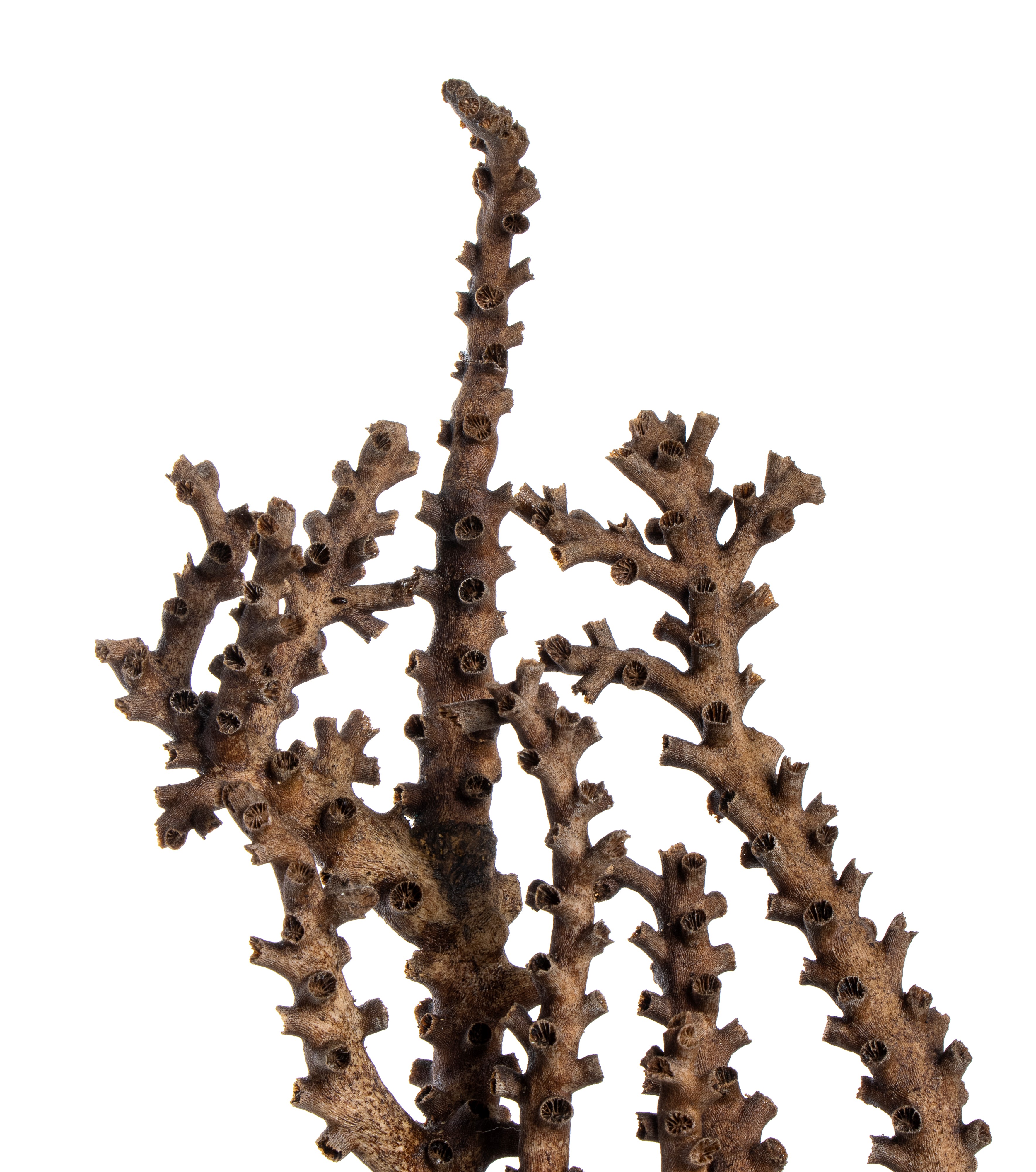 Paesaggio marino fantastico