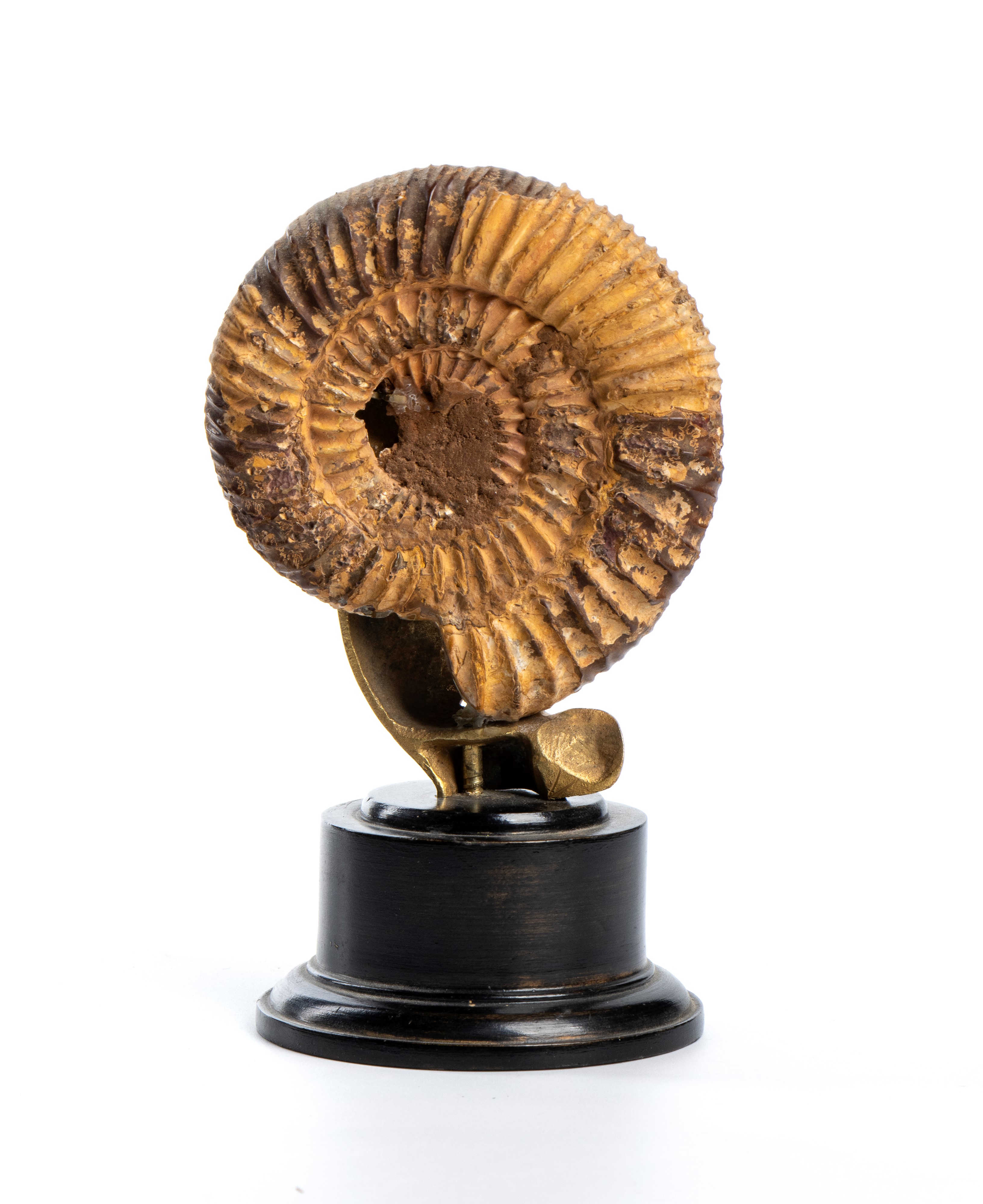 Ammonite fossile