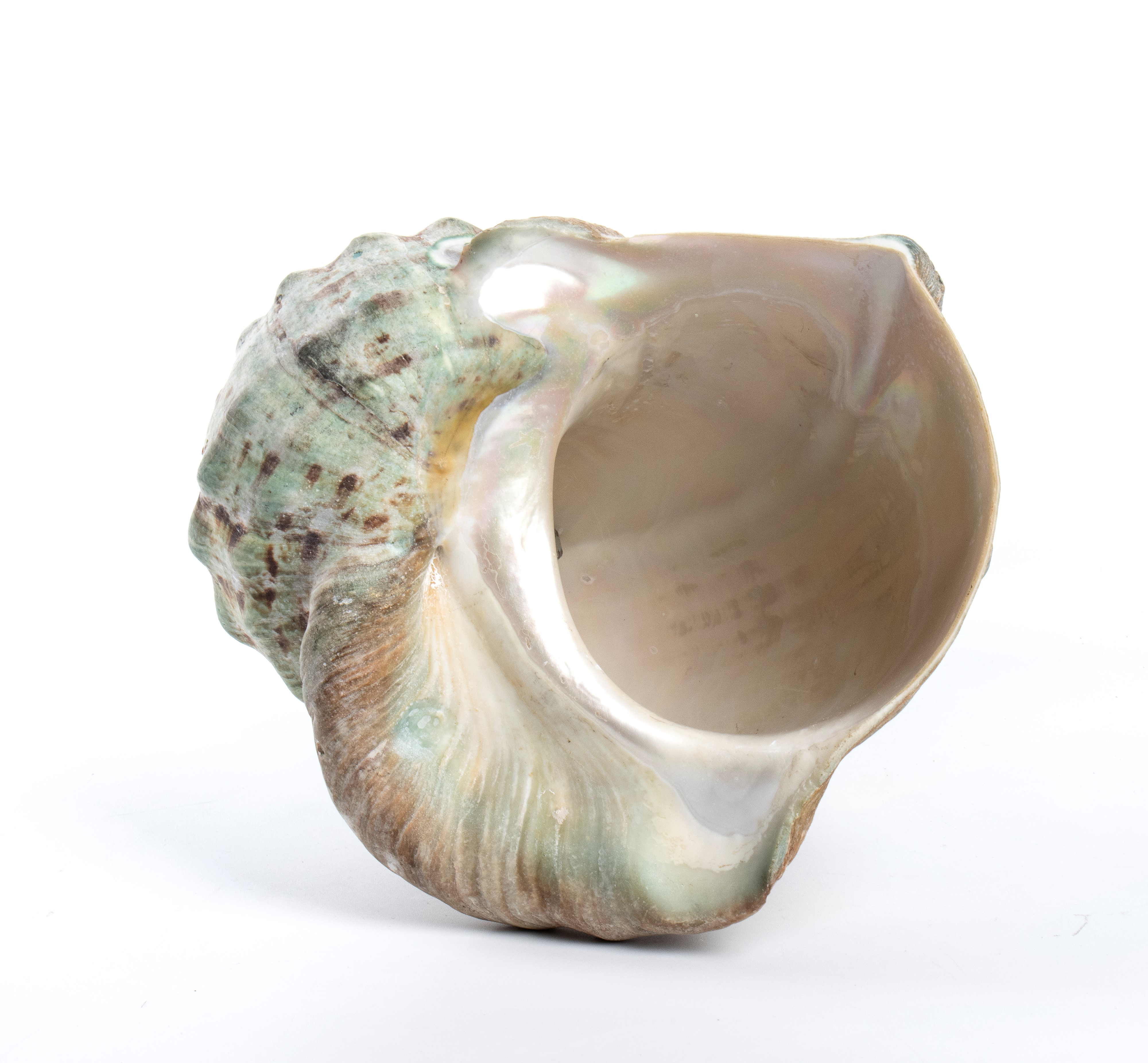 Composizione con conchiglie e putto in bronzo