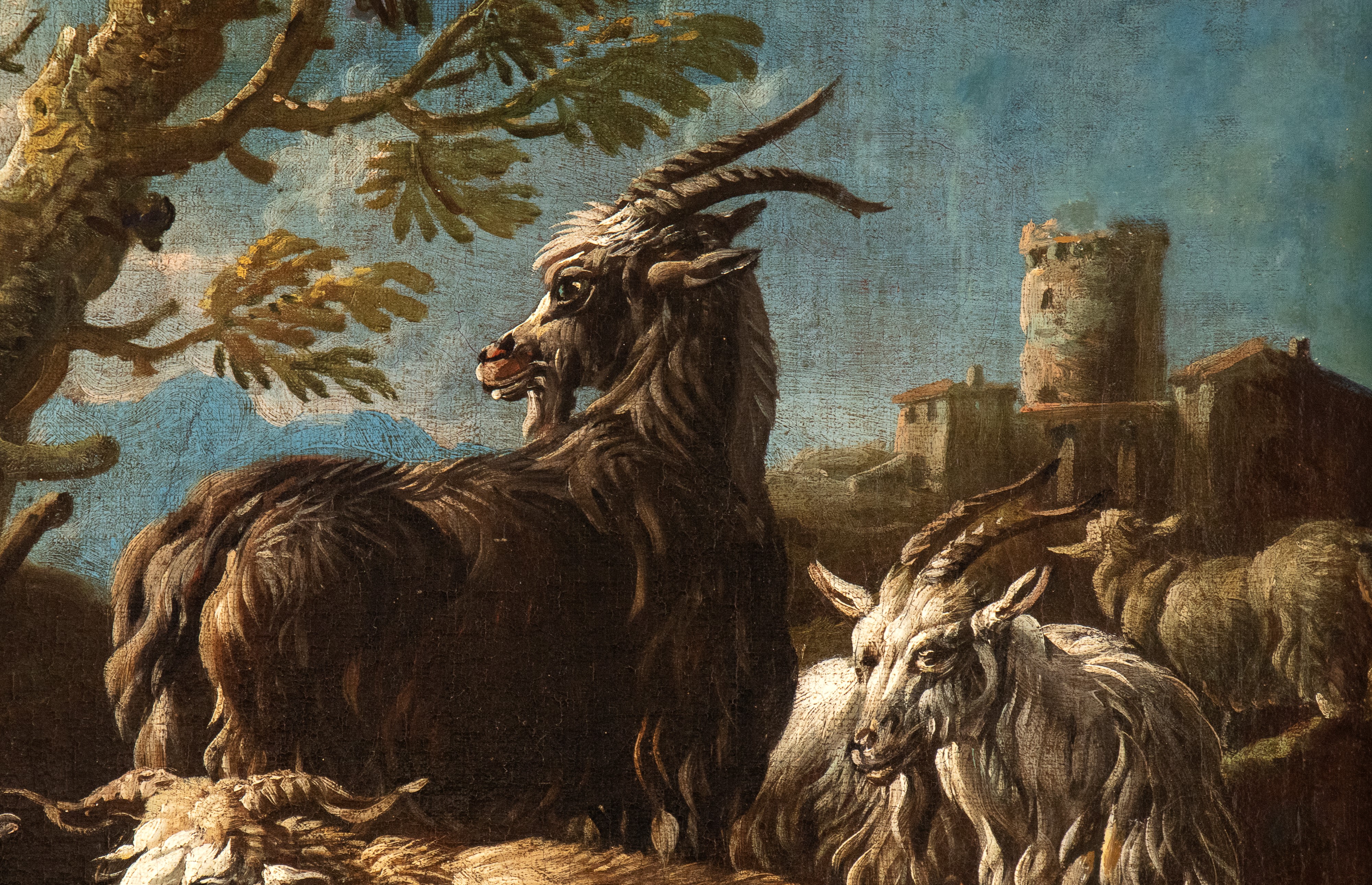 Gregge a riposo con pastore che fuma la pipa