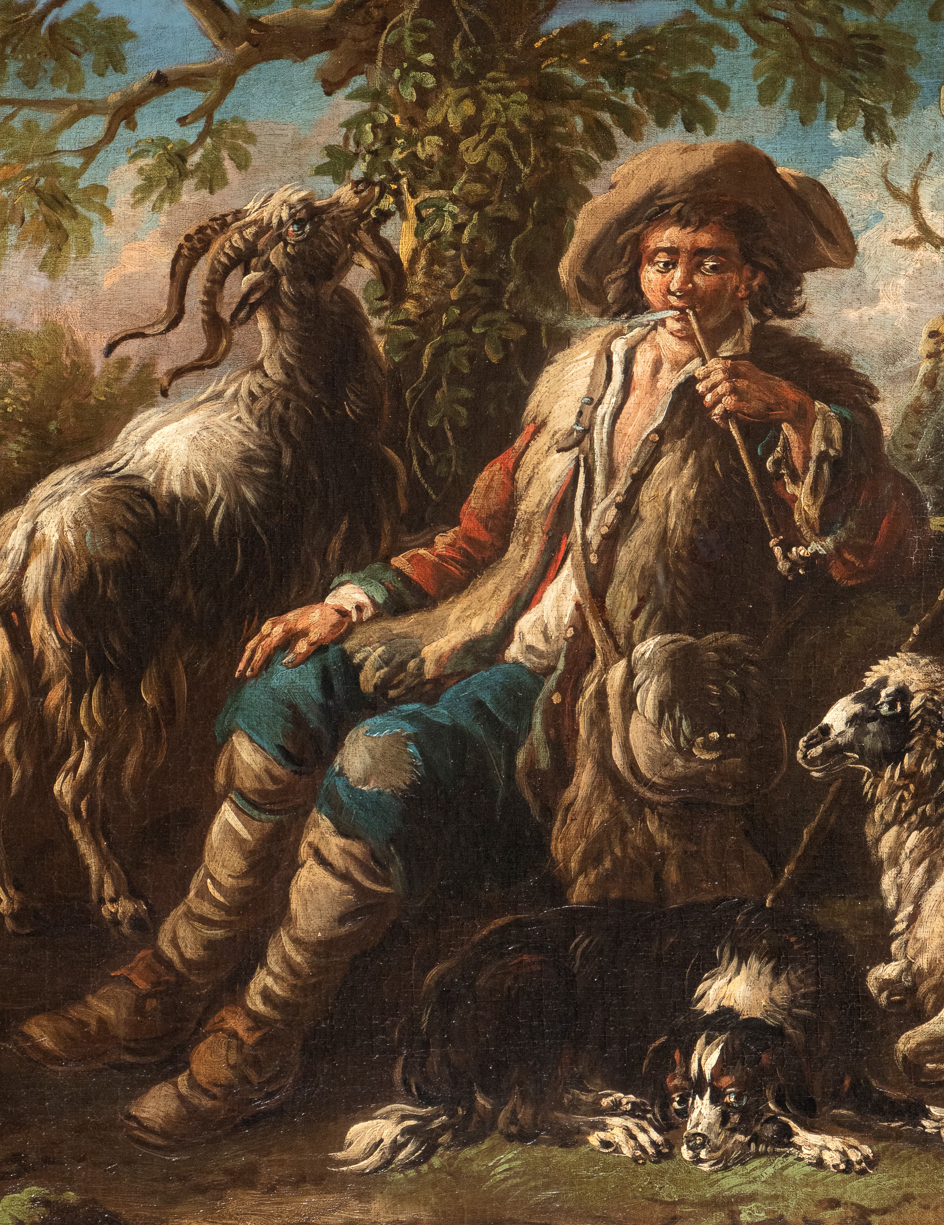 Gregge a riposo con pastore che fuma la pipa