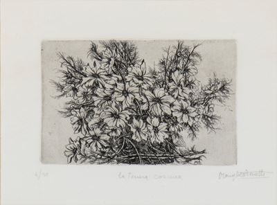 La tenera cosmea, acquaforte