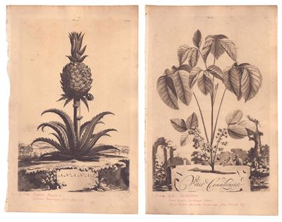 Abraham Munting, Ananas | Vitis Canadensis, bulino, 1696