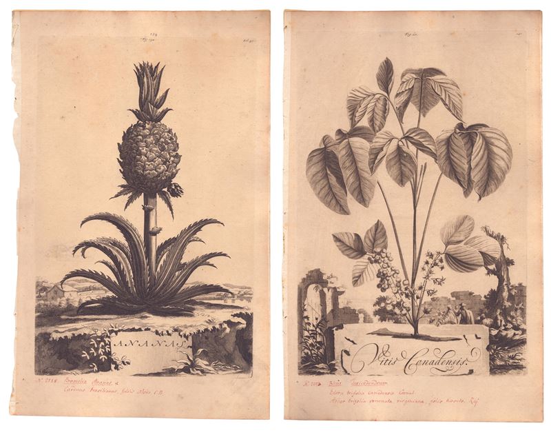 Abraham Munting, Ananas | Vitis Canadensis, bulino, 1696