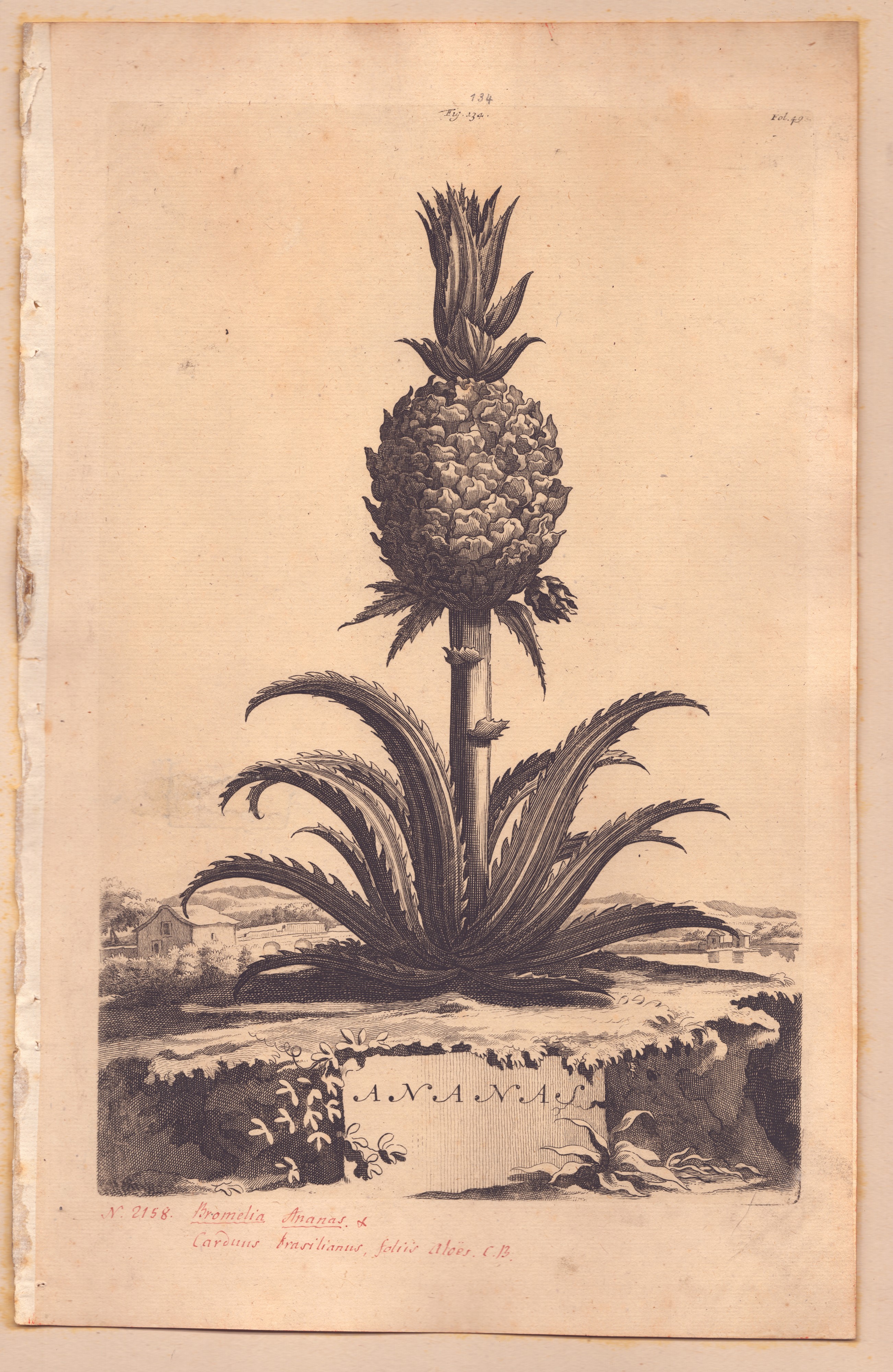 Abraham Munting, Ananas | Vitis Canadensis, bulino, 1696