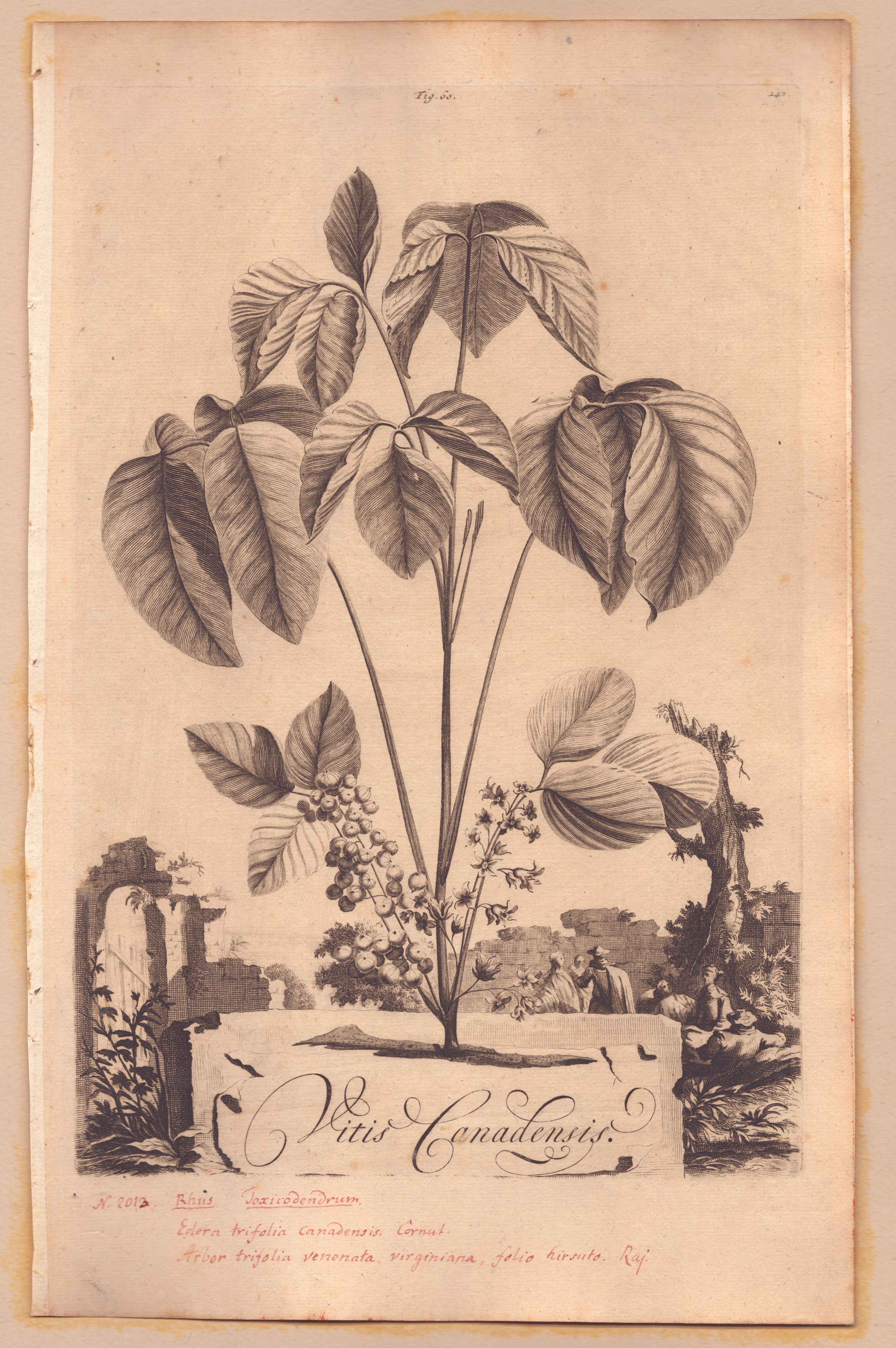 Abraham Munting, Ananas | Vitis Canadensis, bulino, 1696