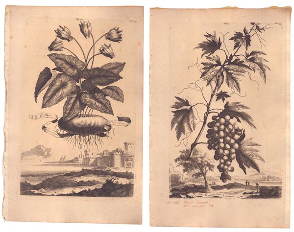 Cyclamen | Vitis Virginiana