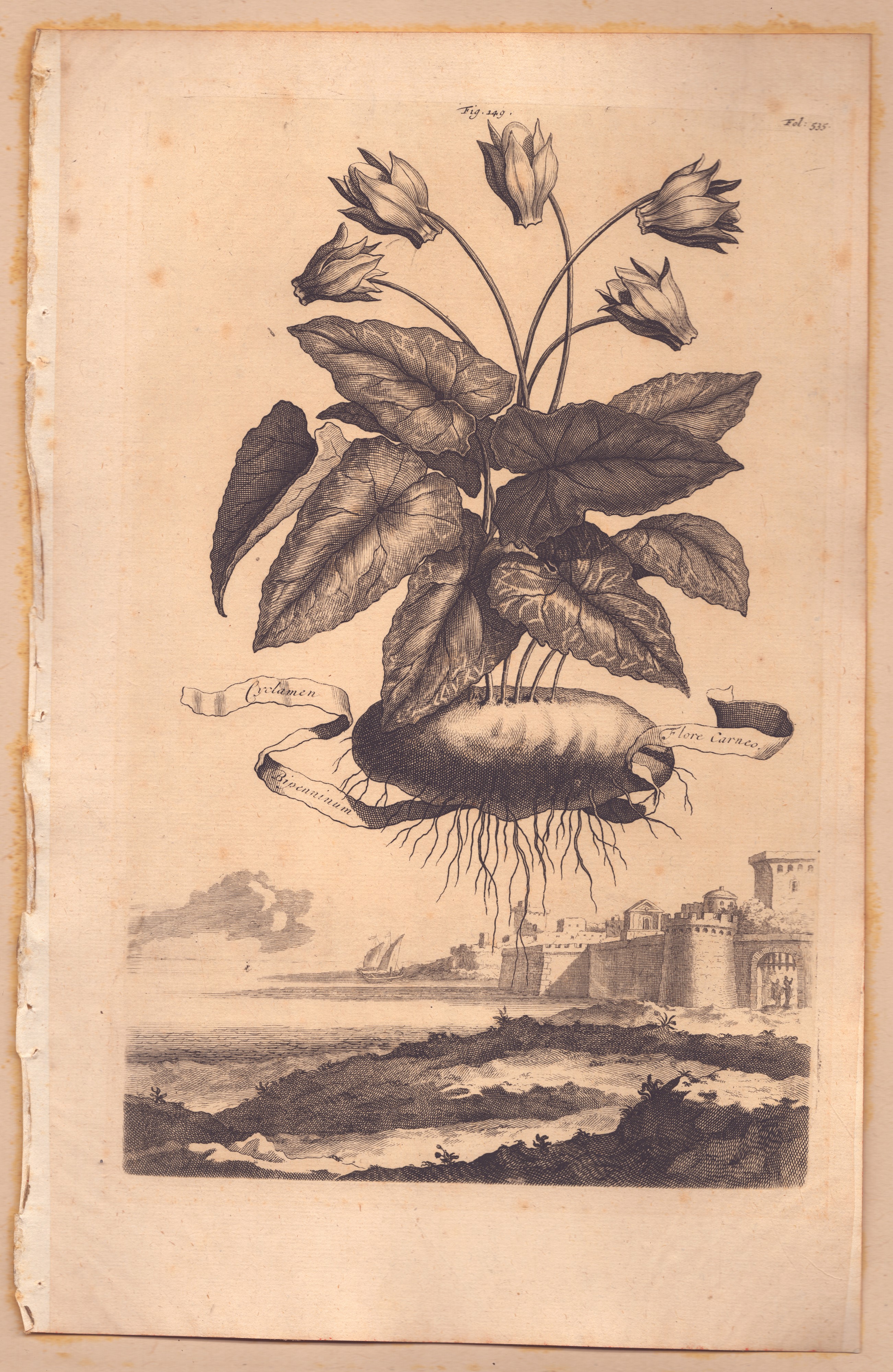 Munting, Cyclamen | Vitis Virginiana, Bulino