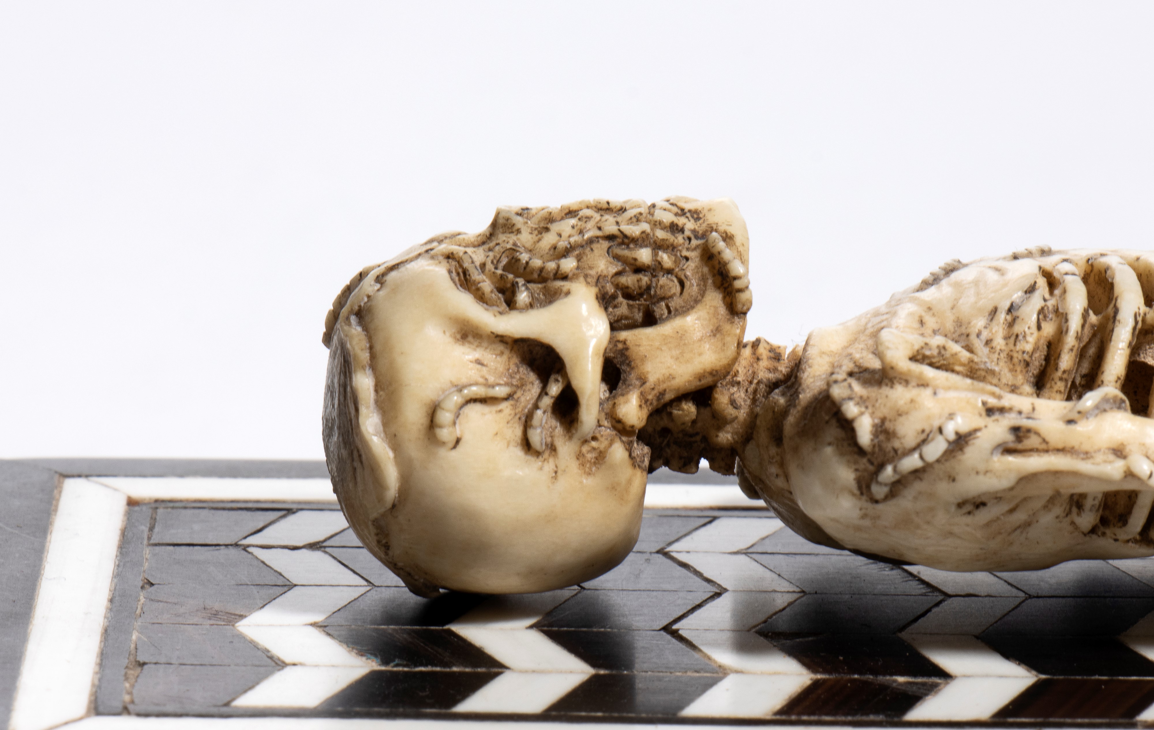 Scheletro in corno di cervo su base intarsiata