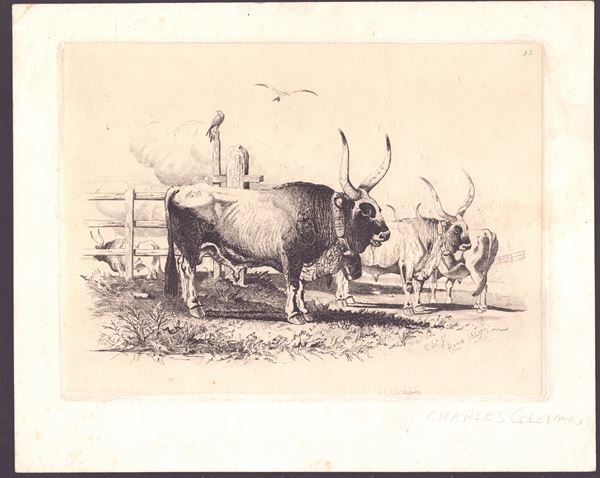 Bovini in un prato  | Due teste di bovini