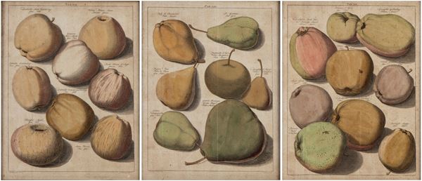 Pomologia, da Johann Hermann Knoop