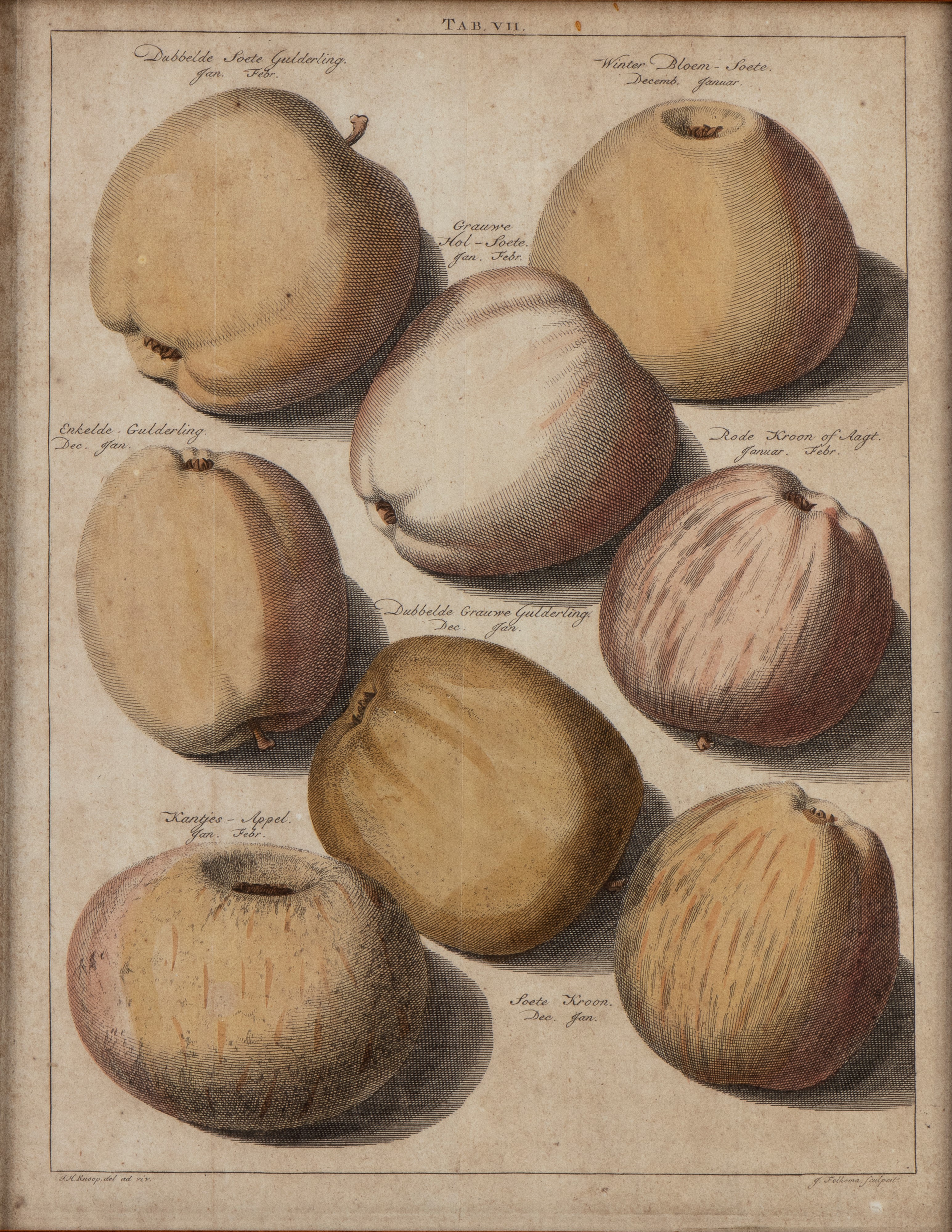 Jacob Folkema - Pomologia: tavole con varietà di pere e mele (da Johann Hermann Knoop)