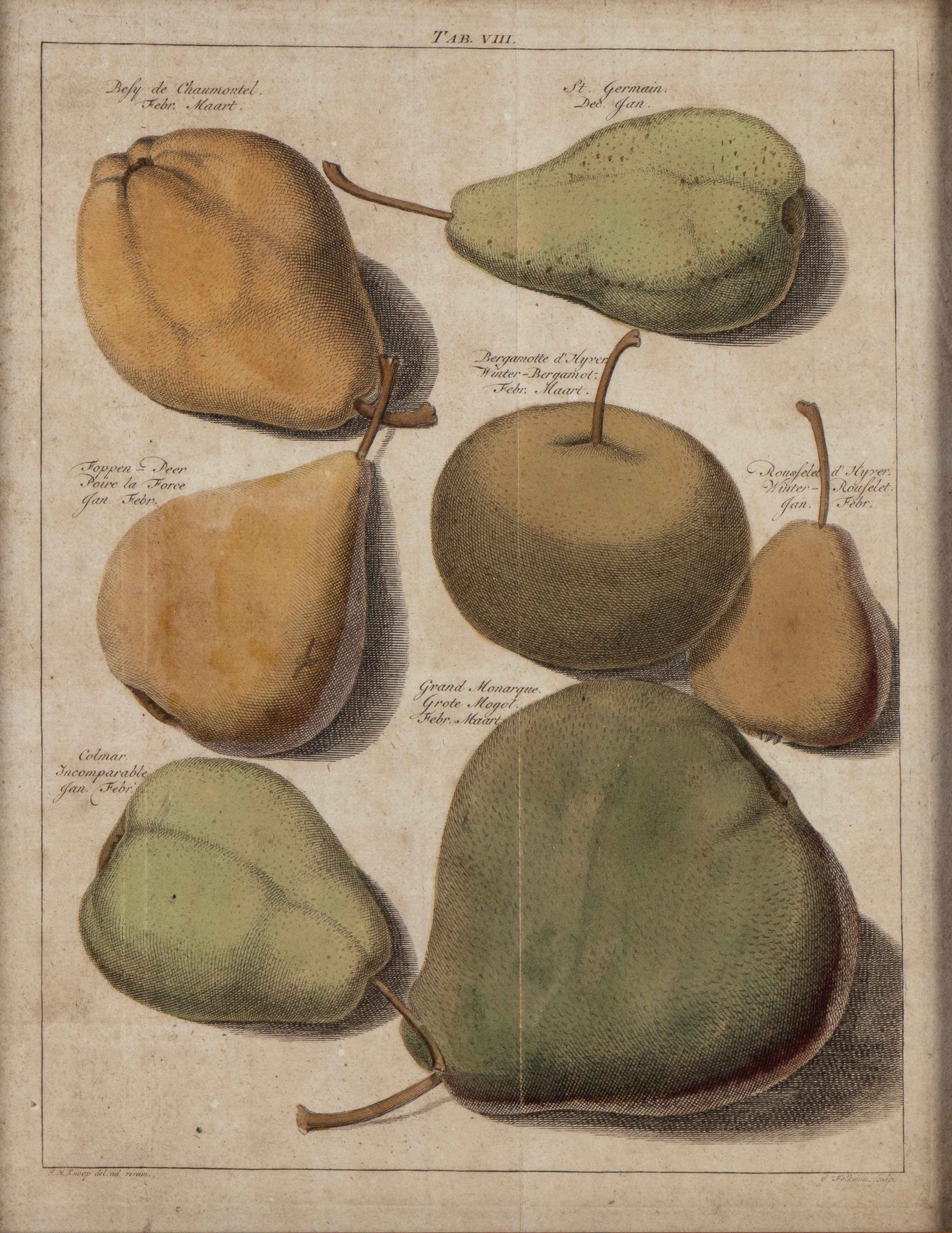 Jacob Folkema - Pomologia: tavole con varietà di pere e mele (da Johann Hermann Knoop)