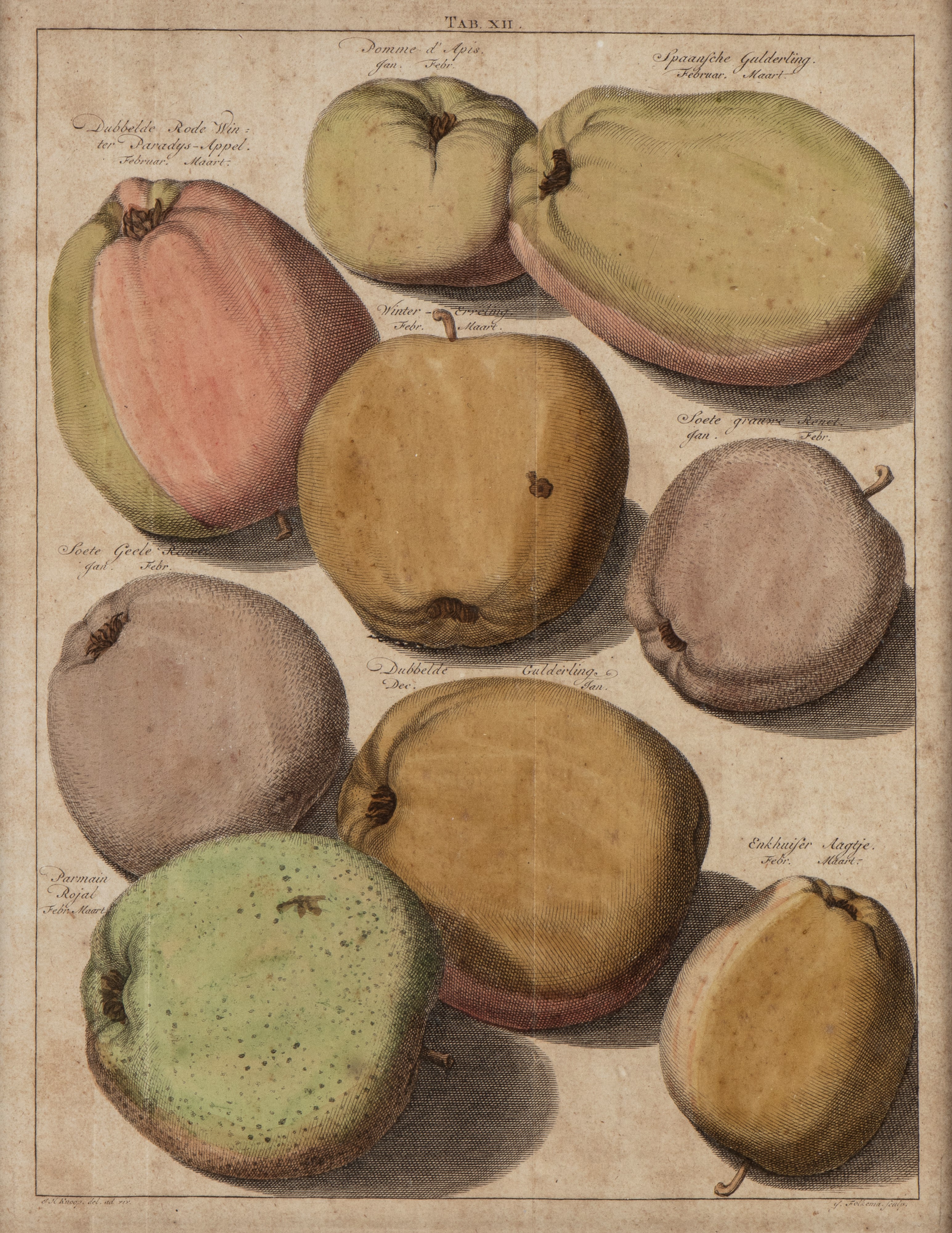 Jacob Folkema - Pomologia: tavole con varietà di pere e mele (da Johann Hermann Knoop)